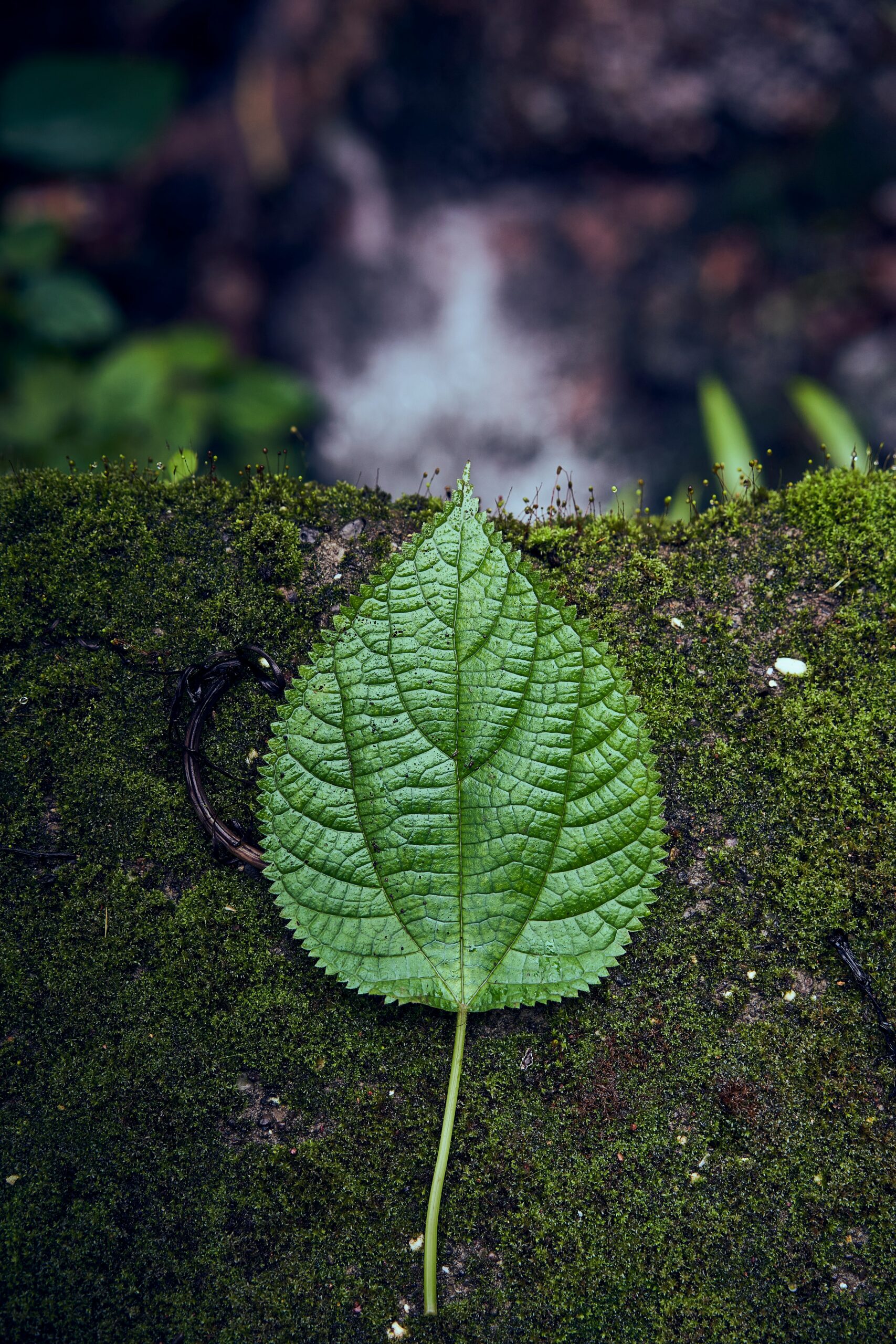 Launch Nature-Inspired Merch That Gives Back to the Earth